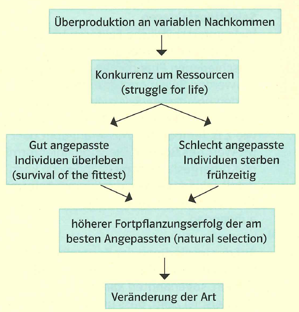 Darwin und Lamarck :: Bio-gymnasium-altona